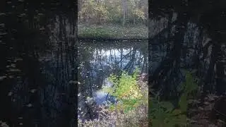 Calm Creek View at Ravenscrest Park #24 🍂💧 | Relaxing Nature