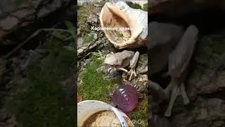 Квакши поедают маленьких богомолов #sasha #natur #bugs #насекомые #frog #treefrog #amphibia #mantis