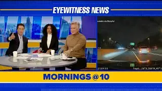 Runaway Chihuahua makes a run on Staten Island Expressway