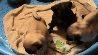 Pug Puppies LIVE Sleeping 🐶 Calm, Cute & Relaxing (HD)