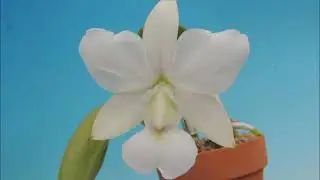 Cattleya walkeriana f.albescens `Sekka'