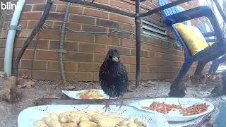 Wildlife Watch: Birds in the Snow