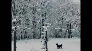 snow is falling - chloe ament