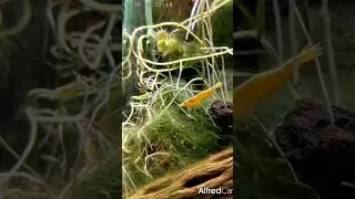Golden Back Shrimp in the Pothos Jungle 🦐