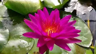 Нимфея Purple Fantasy (nymphaea Purple Fantasy)