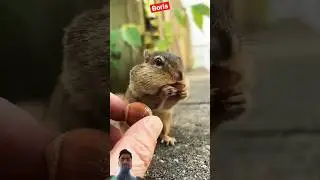 When You Take &ldquo;Save for Later&rdquo; Too Seriously #chipmunk #shorts #youtubeshorts