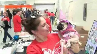Pugfest.avi