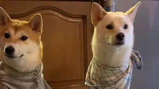 Whiskey and Bailey bake cookies #dogcomedy #baking #dogshorts #shibainu #fyp #funny