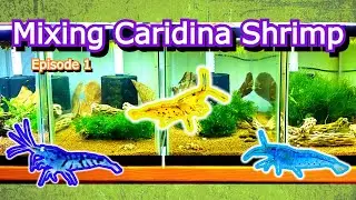Crossbreeding Caridina Shrimp
