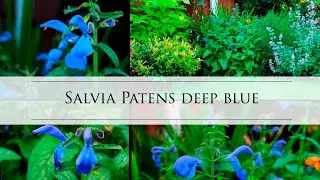 Salvia patens 'Patio Deep Blue' Amazing blue flowers perennial Patio Series Gentian sage