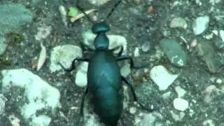 American Oil Beetle (Meloidae: Meloe) Locomotion