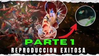 Cómo Reproducir Betta Paso a Paso (PARTE1)🔥 Setup Ideal Para Criar Peces Betta en Casa