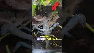 Эта креветка питается самым странным образом! 🦐🩸