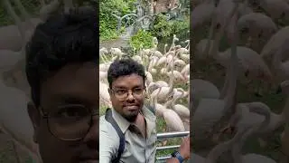 Bird Show Bangkok | #birdshow #bangkokthailand #bangkok #birds #secret