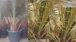 دراسة جدوى لزراعة فدان نخيل صعيدى(الرجاء الاشتراك فى القناة)
