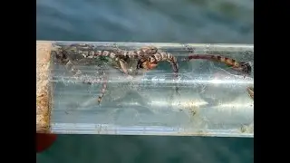 Anti-Static Bag Chironomid Pupa (and Variants)