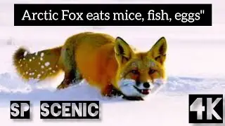 Arctic Fox Hunts a Lemming in the Snow | Stunning Wildlife Moments | Arctic fox
