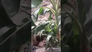 planta de pl&aacute;tano majunche