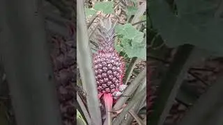 @vivasayamseivom #vivasayam #agriculture