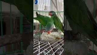 parrot #parrotsofinstagram #bird