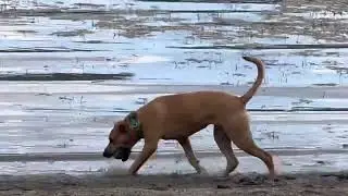 Black mouth cur loves the lake