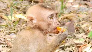 Update abandoned monkey Axel get stronger than yesterday | Monkey Axel, Abandoned monkey Axel