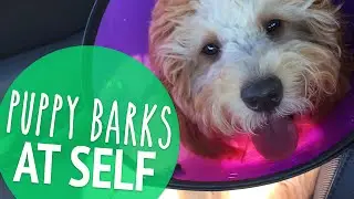 CHEWIE DANGEROUS IS FLAWLESS | PUPDATE #14
