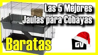 🐹🔥 Las 5 MEJORES Jaulas para Cobayas BARATAS de Amazon [2025]✅[Calidad/Precio] Ideales para Cuyos