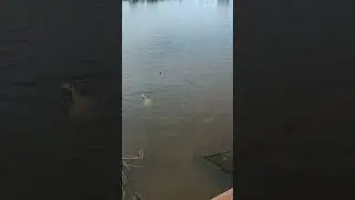 🐳🔥Поимка трофейного карпа🔥🐳🎣 #карп #карпфишинг #catchandrelease #bigcarp #рыбалка #рыбалка2023 #рыба