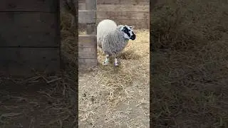 What Do You See? A Sheep 🐑#animals #sheep #farm #learning #kidssongs #preschool #childrensmusic