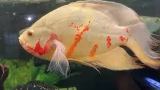 Update on the Recovery of the MONSTER TANK, Quick Peek at the Panda Uaru + Surprise Secret New Fish