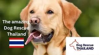 The amazing Dog Rescue Thailand