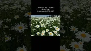 Shasta Daisies in bloom for Silver Falls Seed Co. 2025.  #shastadaisy #seedproduction #flowerfields