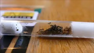 My New Messor Barbarus Colony