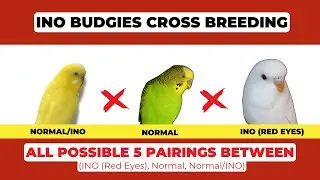 Ino Mutation Budgies: Cross Breeding Outcomes & Surprising Results!