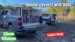 Chasing Coyotes with Hounds | 2025 Training | Eastern, NC