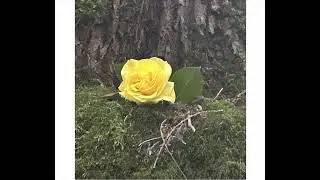 Fairy Exits a Rose | A Glimpse Into the Unseen Realms