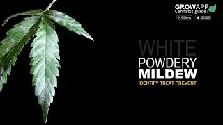 White Powdery Mildew | How to identify, treat, and prevent White Powdery Mildew on cannabis plants