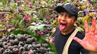 Hunting for wild berries in rain forest | my daily VloG part-7