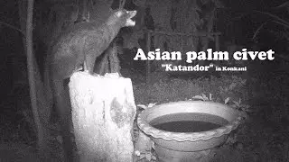 Trailcam3 - Asian palm civet