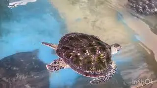 Sea Turtle Farm and Hatchery, Habaraduwa, Sri Lanka