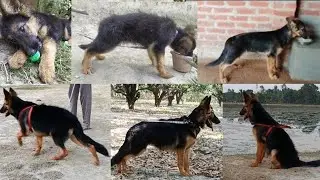 German shepherd puppy transformation 2 months to 6 months puppy # puppy transformation