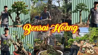 ANH HOÀNG | #0909808199 | THÀNH PHẨM QUÁI ĐẸP GIẤY MỸ, LỘC VỪNG, LÂM VỒ, SABO, SAM, MCT, KIM QUÝT...