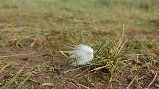 'Fell out of the sky, I...' windswept feather  - Kristin Hersh - 'Buzz' 10-4 creig version intro