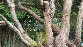 slow musings from the subtle realms and a little garden tour