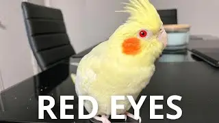 Why Does My Cockatiel Have Red Eyes?