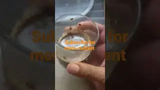 WILD DAGGA , kanna Extract, Lions Mane Mushroom Extract-Great Effects-#shorts #420 #fyp #reels