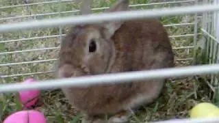 Hannah And Cassie Show - the hunt for the easter bunny!