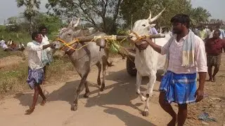 5.01.91 Nasina seeniah cherlopalem kattakinda  bulls at Leguntapadu bullrace