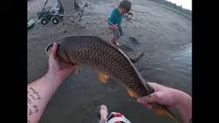 Zebco Cardinal 7 catches Carp